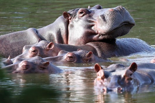 Escobarovo dedičstvo: Kolumbijská vláda rozhodla o osude hrochov z haciendy Nápoles