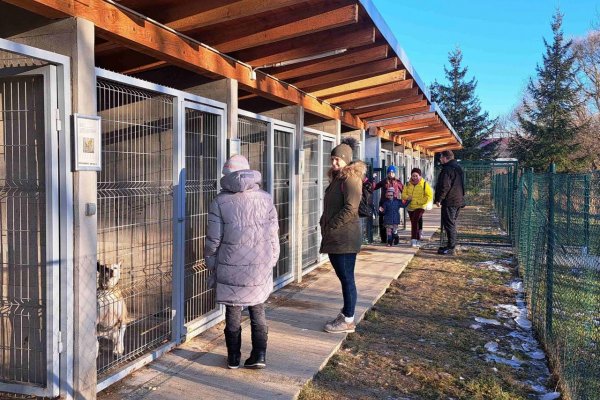 Pes pod stromčekom môže priniesť celoživotné puto. Alebo traumu. Záleží, odkiaľ ho máte