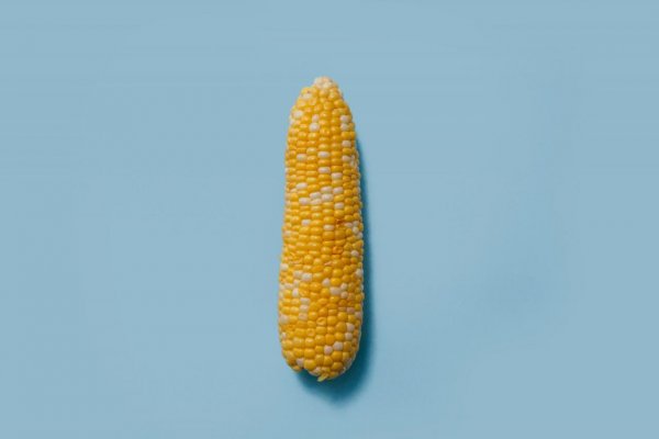 Prečo Afriku neživia geneticky modifikované plodiny