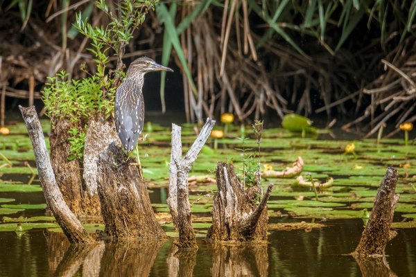 Waldemar Švábenský: Wildlife fotografia je o nekonečnej trpezlivosti