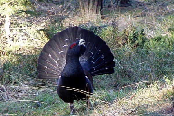 Iniciatíva My sme les upozorňuje na výrub stromov v biotope hlucháňa hôrneho