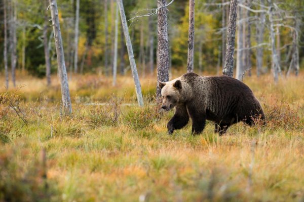 Enviro: Po strete s medveďom na Liptove utrpel 35-ročný muž viaceré zranenia